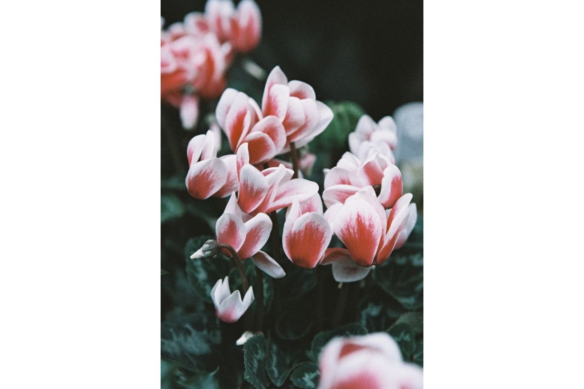 Lomography|LomoChrome Color ’92 35mm ISO 400 彩色負片
